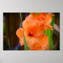Recherche de gladioli posters Fleur