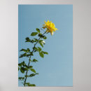 Suche nach gelbe rosen poster Natur