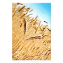 Suche nach getreide pflanze poster Natur
