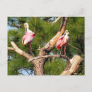 Recherche de cuillère cartes postales Animal