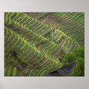 Suche nach reisterrassen poster Landwirtschaftlich