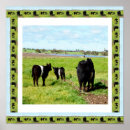 Suche nach galloway poster Kuh