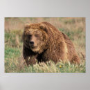 Suche nach kodiak poster Braunbär