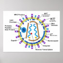 Suche nach aids poster Krankheit