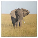 Suche nach afrikanische safari fliesen Elefant