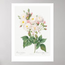 Recherche de illustration botanique posters Fleur