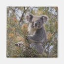 Suche nach koala magnete Australisch