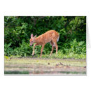 Recherche de bambi cartes postales Nature