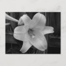 Suche nach rosa lilie postkarten Blumen