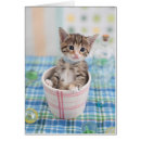 Suche nach munchkin katze postkarten Haustier