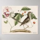 Recherche de colombe de art Botanique