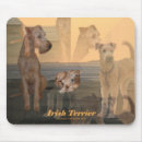 Recherche de irish Terrier