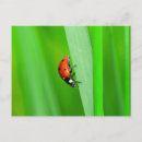 Recherche de insecte mignon cartes postales Mignonne