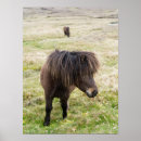Suche nach shetland pony poster Domestiziert