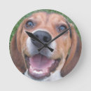 Recherche de beagle horloges Chiot