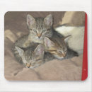 Suche nach knuddelig mousepads Kätzchen