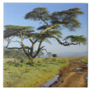 Recherche de acacia carreaux Kenya