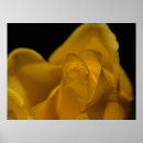 Suche nach single rose poster Floral
