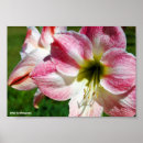 Suche nach belladonna poster Lilie