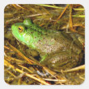 Recherche de taureau photographie Grenouille