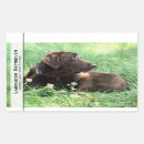 Suche nach labrador retriever aufkleber Schokolade