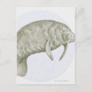 Recherche de lamérique posters Mammifère