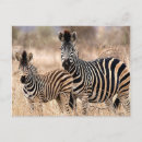 Recherche de animaux savane cartes postales Safari