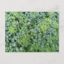 Suche nach broccoli postkarten Veggies
