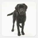 Suche nach schwarzes labrador retriever aufkleber Niedlich
