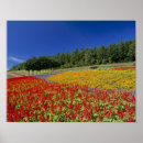 Suche nach hokkaido poster Fotografie