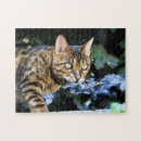 Suche nach schöne katzen puzzle Wild