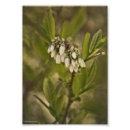 Recherche de blueberry posters Été