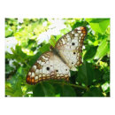 Suche nach exotische schmetterlinge poster Natur