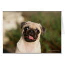 Suche nach kitz mops postkarten Betrachten der kamera