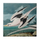 Suche nach seevögel fliesen Ozean