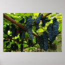 Suche nach weintrauben poster Weinberge