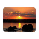 Recherche de parc national chobe magnets Faune