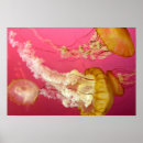 Suche nach rosa quallen poster Ozean