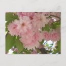 Suche nach rosa kirsche postkarten Kirschblüte
