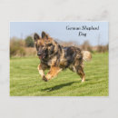 Suche nach springender hund postkarten Deutscher hirte