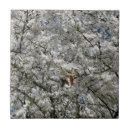 Suche nach blühende pflanzen fliesen Natur