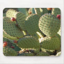 Recherche de épineux tapis souris Succulent