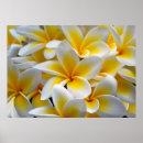Suche nach frangipani poster Foto