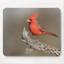 Suche nach kardinal vogel mousepads Tierwelt