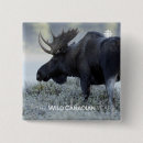 Suche nach elch buttons Tierwelt