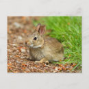Recherche de bébé lapin cartes postales Printemps