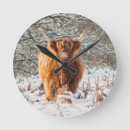 Suche nach schottische kuh poster Tiere