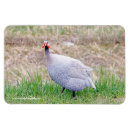 Suche nach guinea magnete Haustier