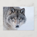 Recherche de photo de loup cartes postales Loups