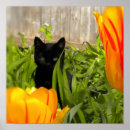 Suche nach schwarzes kätzchen poster Kitty